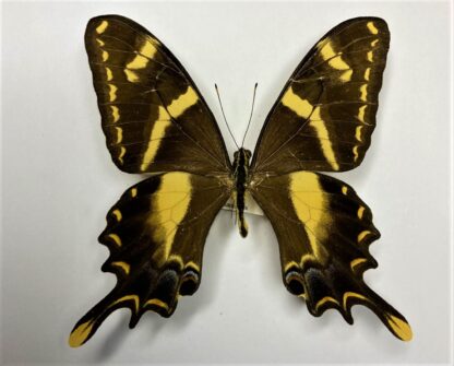 Papilio machaonides
