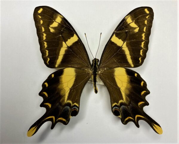 Papilio machaonides