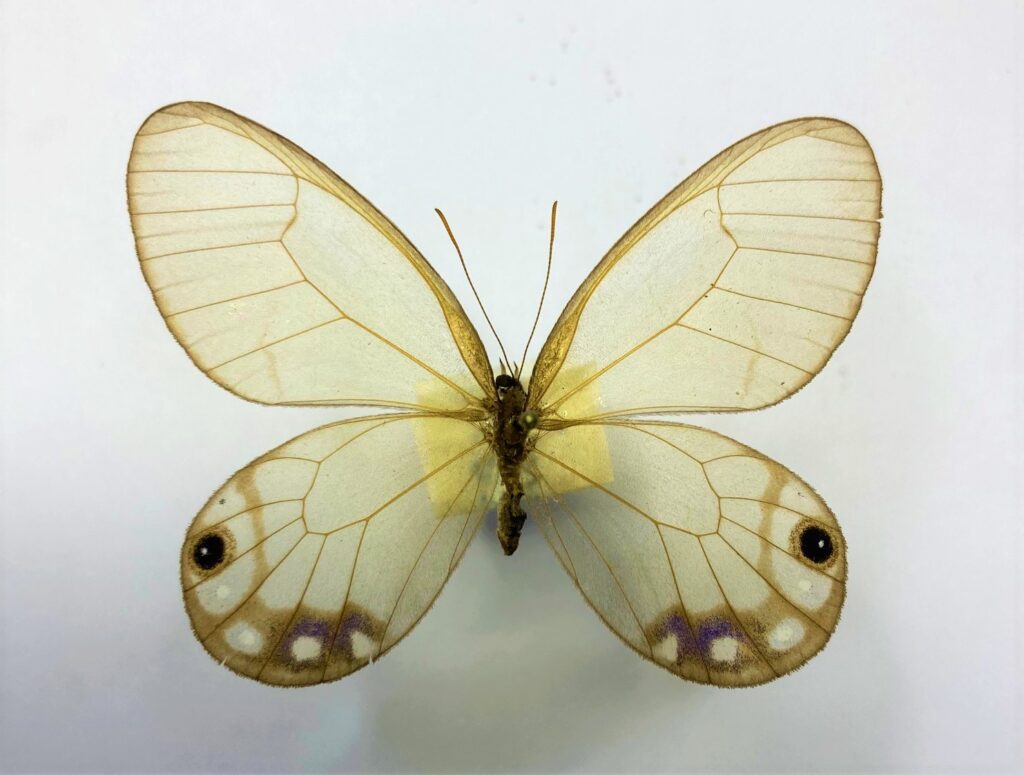 Cithaerias  esmeralda