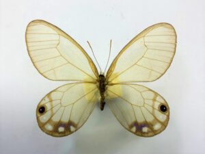 Cithaerias  esmeralda