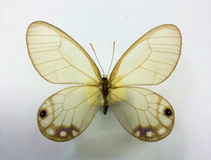 Cithaerias  esmeralda