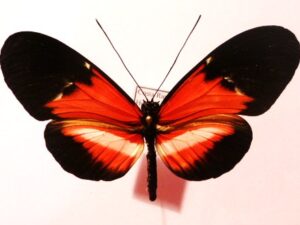 Heliconiidae