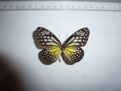 Danaus aspasia