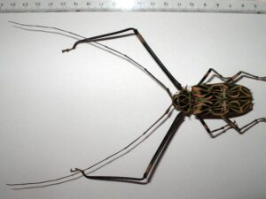 Acrocinus longimanus