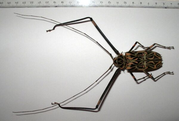 Acrocinus longimanus
