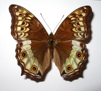 Vindula arisone