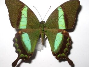 Achillides palinurus