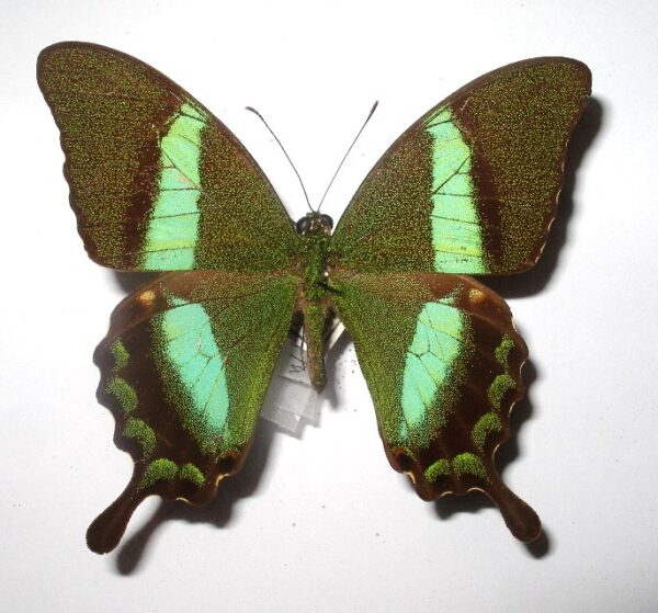 Achillides palinurus