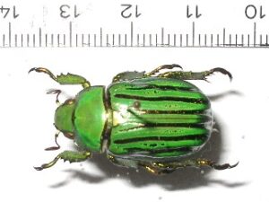 Plusiotis gloriosa