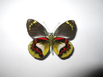 Delias joicei