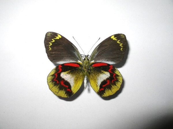 Delias joicei