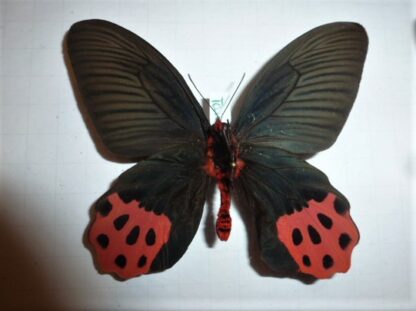 Atropheneura horisianus