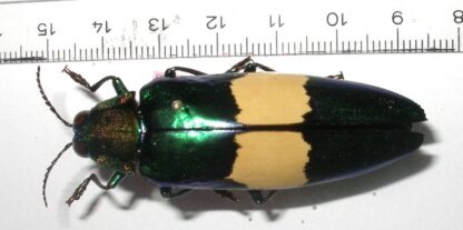 Chrysochroa edwardsi