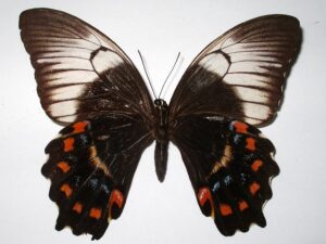 Papilio inopinatus