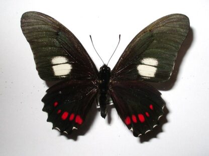 Eurytides harmodius