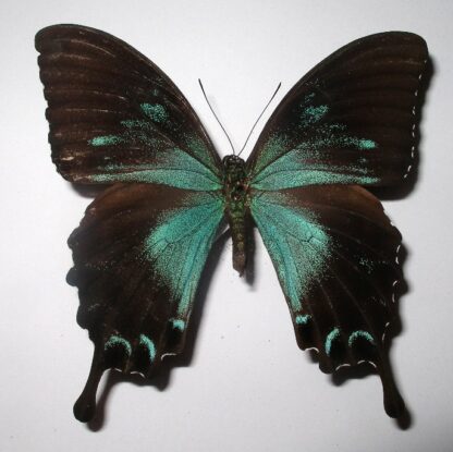 Achillides ulysses gabrielis