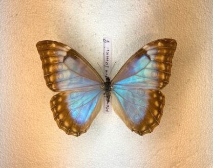 Morpho aurora