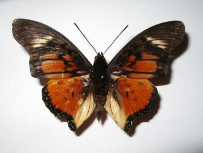 Charaxes acraeoides