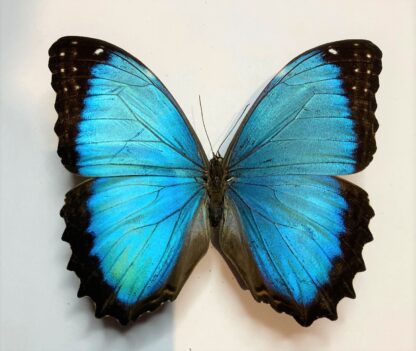 Morpho grandanensis polybatus