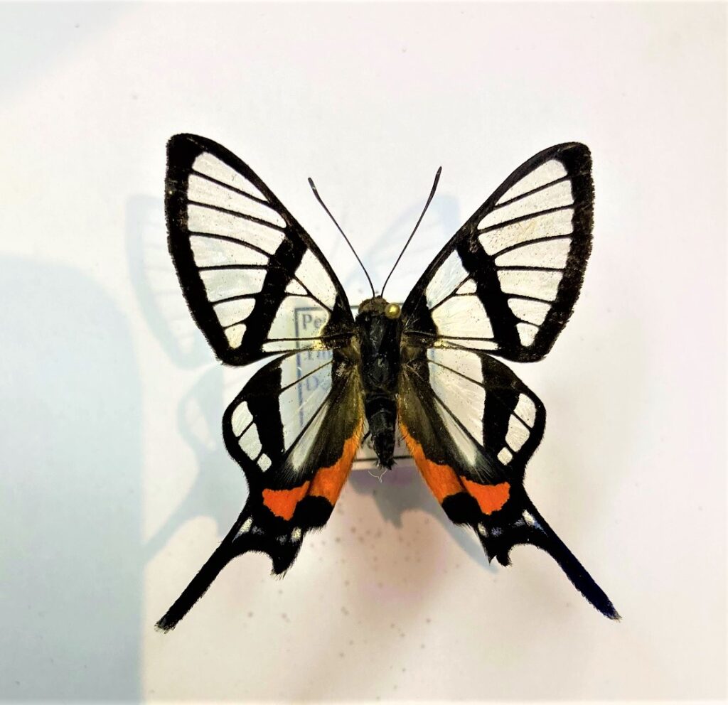Chorinea sylphina