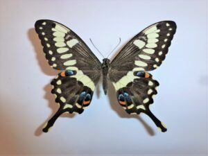 Papilio ophidicephalus