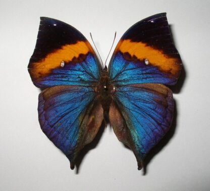 Kallima inachus