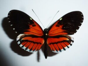 Heliconiidae