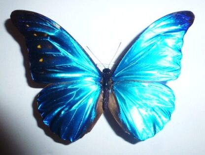 Morpho rhetenor cacia