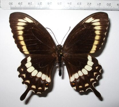 Papilio canopus