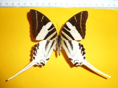 Graphium androcles