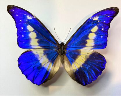 Morpho helena