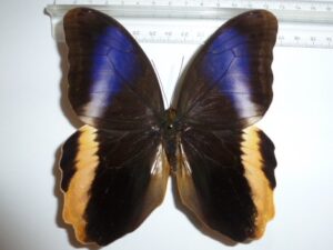 Caligo atreus