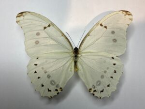 Morpho polyphemus