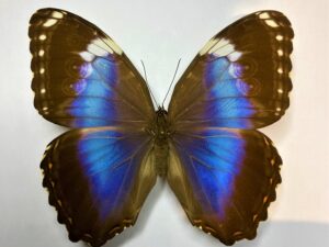 Morpho helenor violaceus