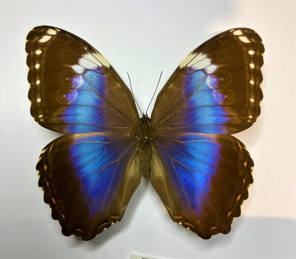 Morpho helenor violaceus
