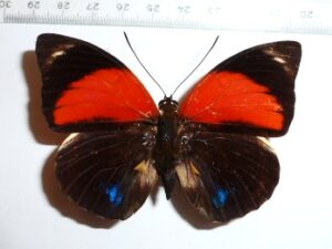 Agrias amydon aristoxemus ?