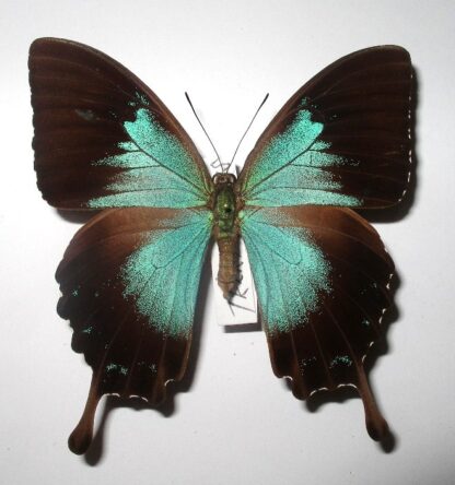 Achillides ulysses telemachus