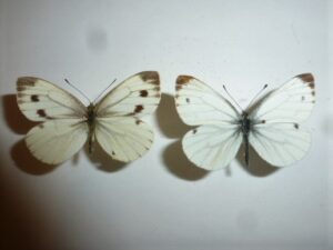 Pieris rapae