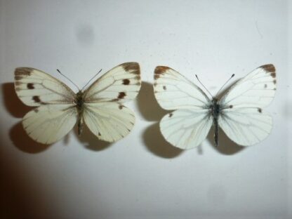 Pieris rapae