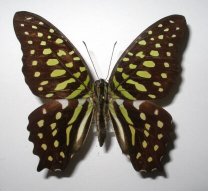 Graphium agamemnon