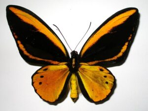 Ornithoptera priamus