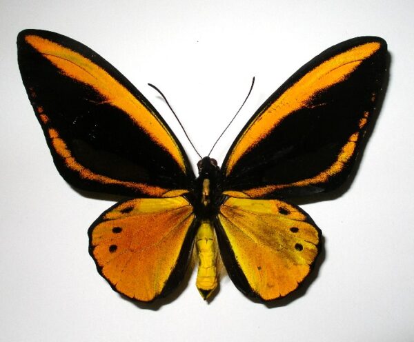 Ornithoptera priamus