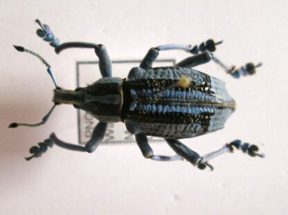 Eupholus benetti
