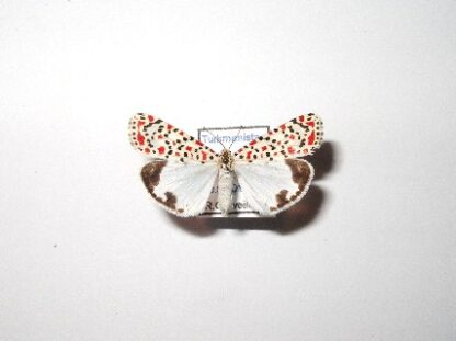 Utetheisa pulchella