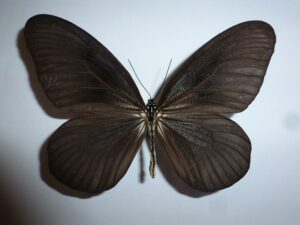 Idea blanchardi kuhni