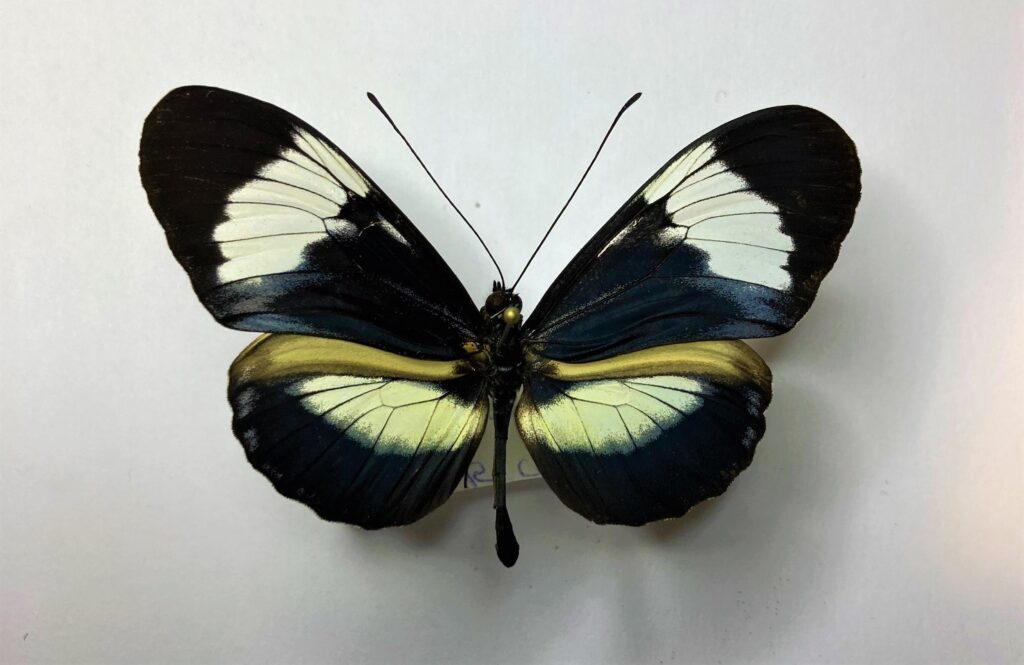 Heliconiidae