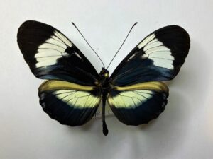 Heliconiidae