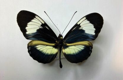 Heliconiidae