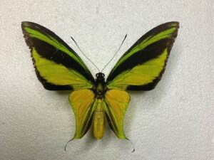 Ornithoptera meridionalis