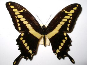 Papilio thoas brasiliensis